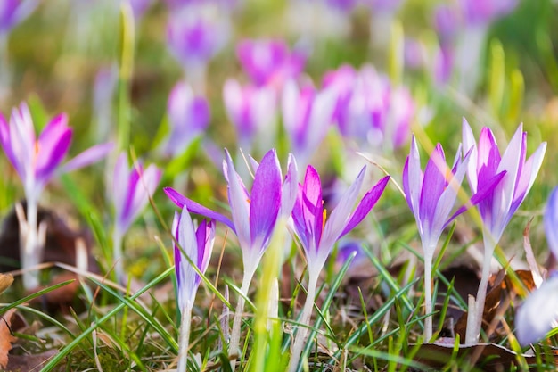 Photo close-up of purple crocus flowers on field