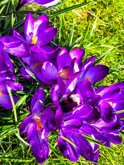 Close-up of purple crocus flowers on field