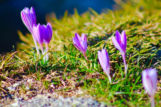 Photo close-up of purple crocus flowers on field