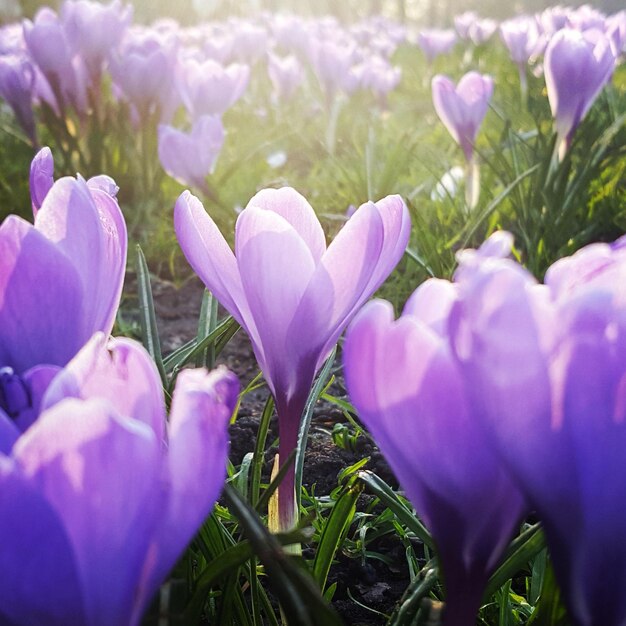 Close-up of purple crocus flowers on field