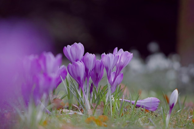 Close-up of purple crocus flowers on field