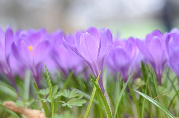 Close-up of purple crocus flowers on field