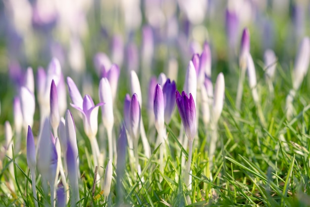 Close-up of purple crocus flowers on field