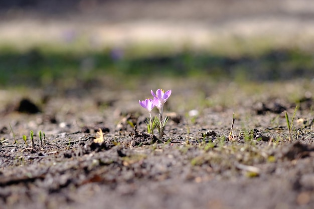 Foto prossimo piano dei fiori di crocus viola sul campo