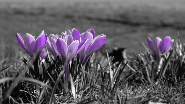 Photo close-up of purple crocus flowers field