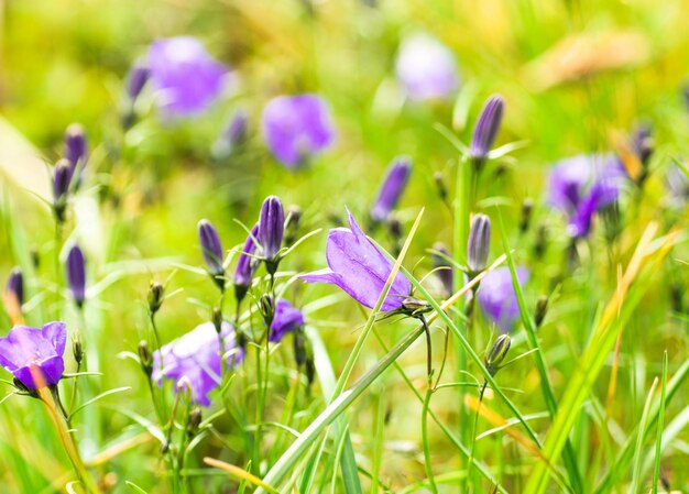 Close-up of purple crocus flowers on field