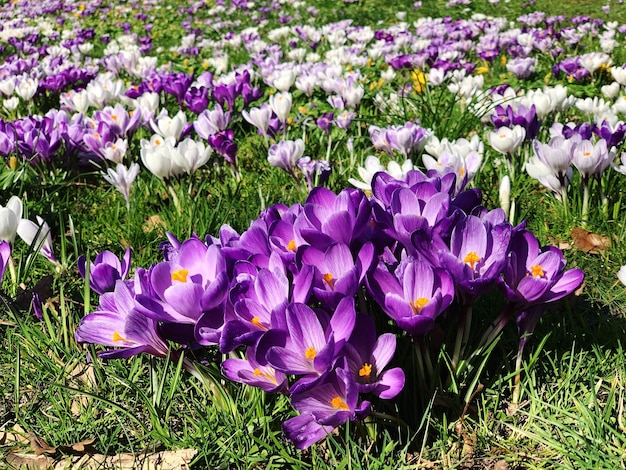 Close-up of purple crocus flowers on field