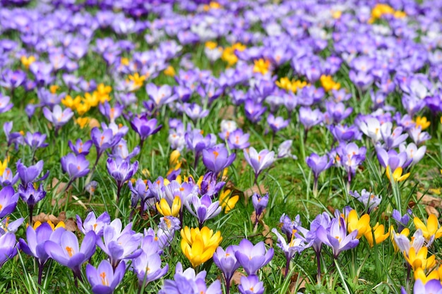 Close-up of purple crocus flowers on field