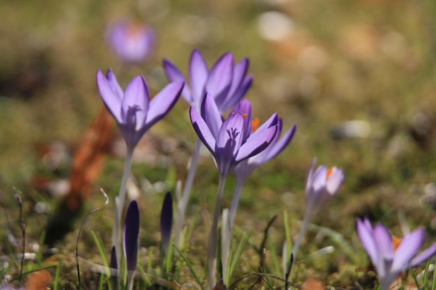Photo close-up of purple crocus flowers on field