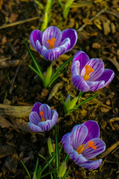 畑 の 紫 の クロカス の 花 の クローズアップ