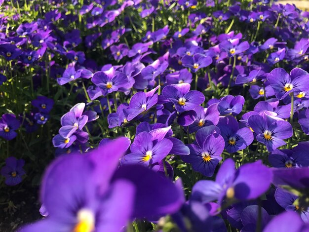 Close-up of purple crocus flowers on field