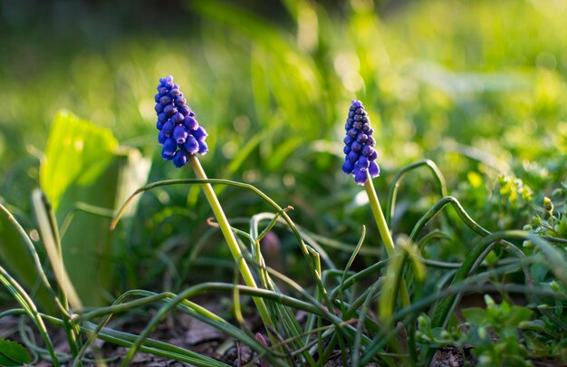 Foto prossimo piano dei fiori di crocus viola sul campo