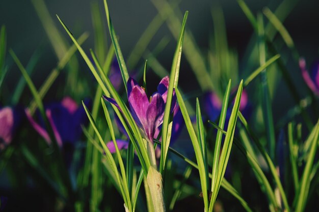 Close-up of purple crocus flowers on field