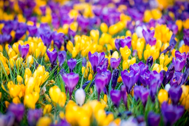 Close-up of purple crocus flowers on field