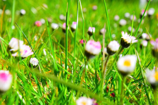 Close-up of purple crocus flowers on field