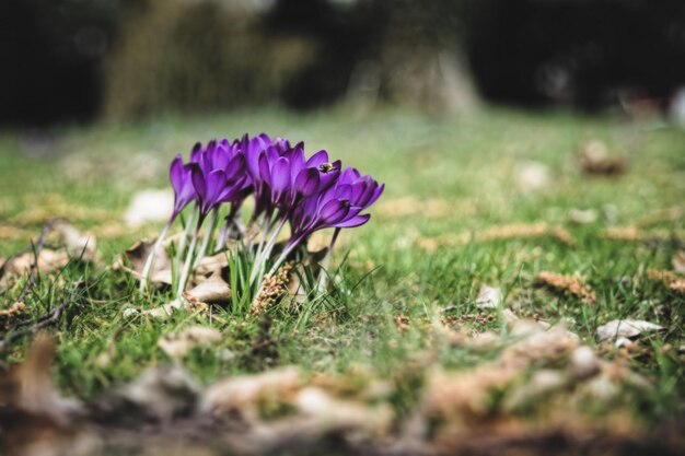 Photo close-up of purple crocus flowers on field