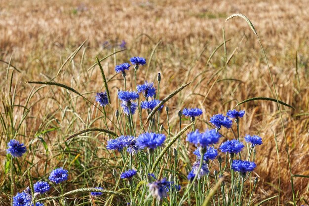 Foto prossimo piano dei fiori di crocus viola sul campo