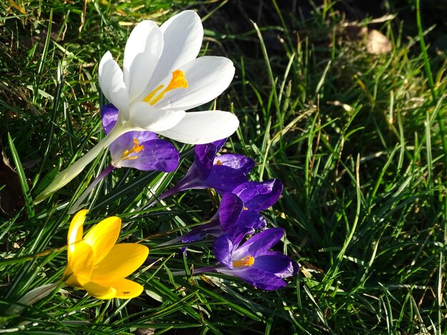 Foto prossimo piano dei fiori di crocus viola sul campo