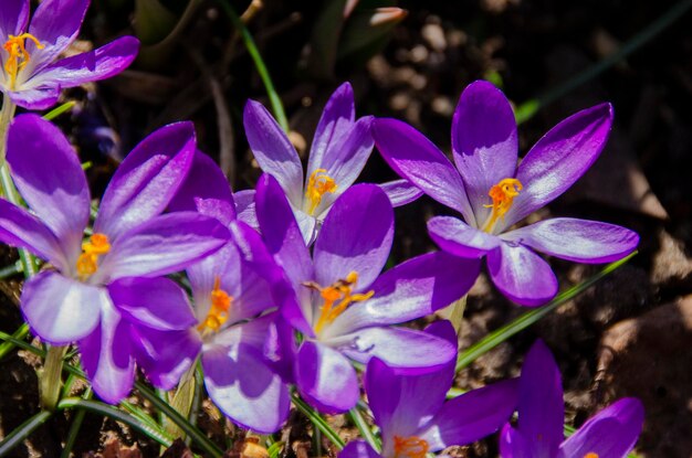 Foto prossimo piano dei fiori di crocus viola sul campo