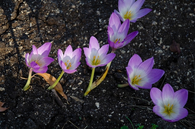 A close up of purple crocus flowers in a garden