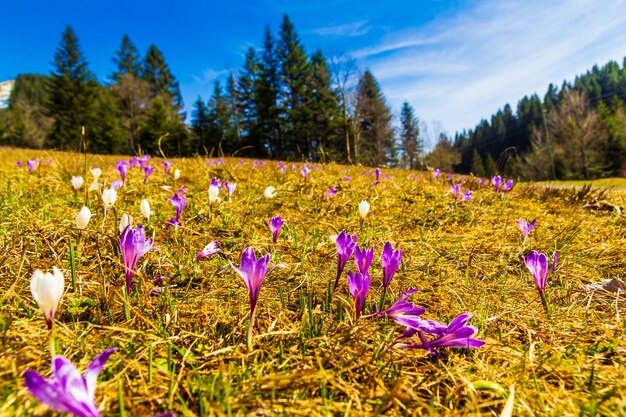 Close-up of purple crocus flowers growing on field