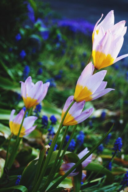 Close-up of purple crocus flowers growing on field