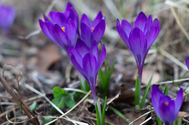 Photo close-up of purple crocus flowers on land