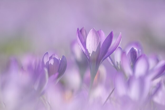 Close-up of purple crocus flowers