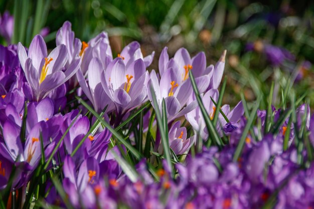 Photo close-up of purple crocus flowers