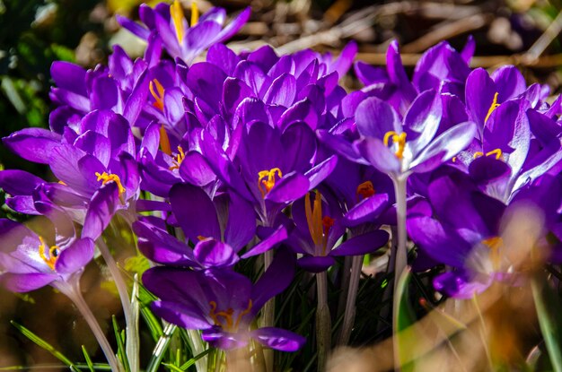 Close-up of purple crocus flowers