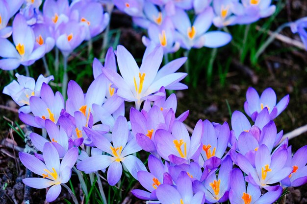 Photo close-up of purple crocus flowers