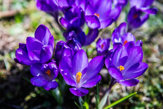 紫色のクロカスの花のクローズアップ