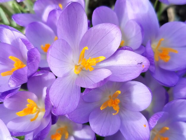 Close-up of purple crocus flowers