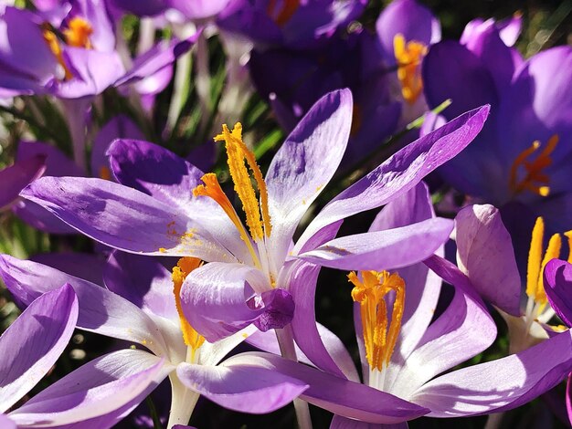 Close-up of purple crocus flowers