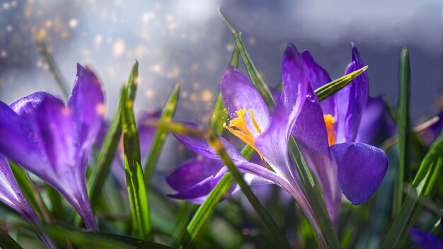 Close-up of purple crocus flowers