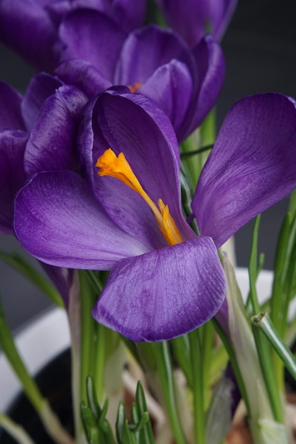 Foto prossimo piano dei fiori di crocus viola