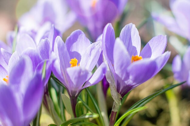 Close-up of purple crocus flowers