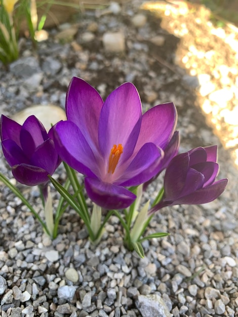 Photo close-up of purple crocus flowers