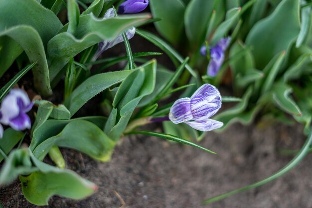 Close-up of purple crocus flowers