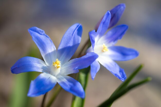 紫色のクロカスの花のクローズアップ