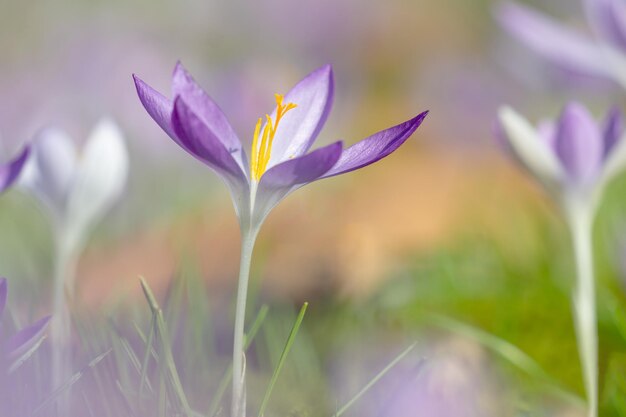 Foto prossimo piano dei fiori di crocus viola
