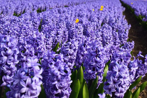 Close-up of purple crocus flowers