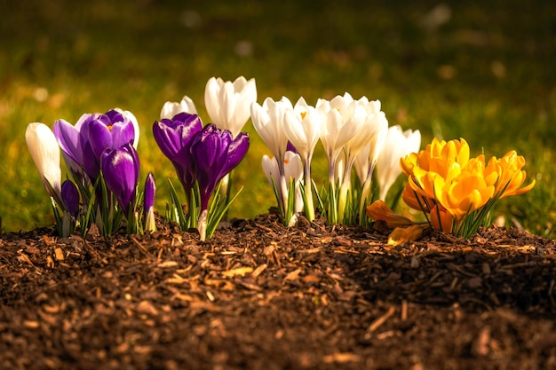 Close-up of purple crocus flowers