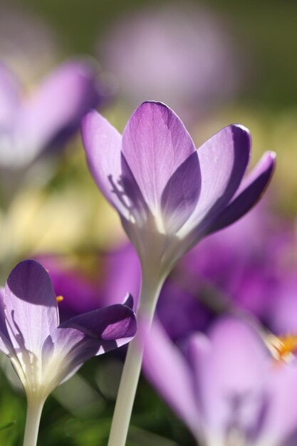 Foto prossimo piano dei fiori di crocus viola