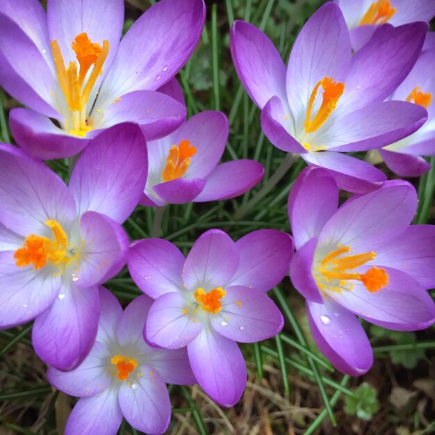 Close-up of purple crocus flowers