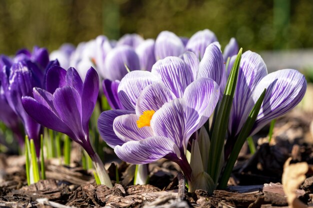 Close-up of purple crocus flowers