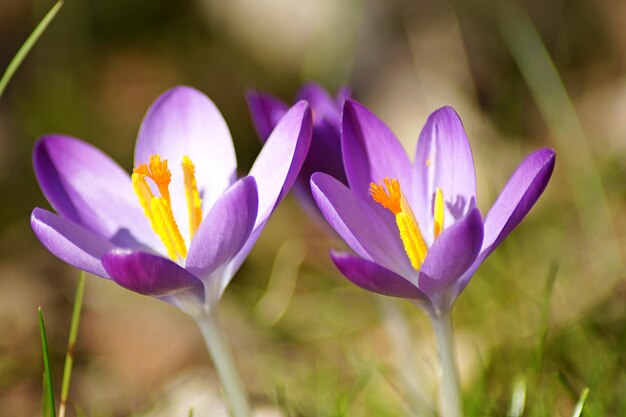 Close-up of purple crocus growing outdoors