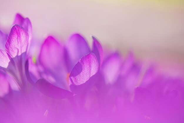 Close-up of purple crocus