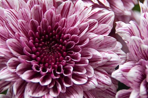 Foto close up del fiore di dalia viola spazio di copia