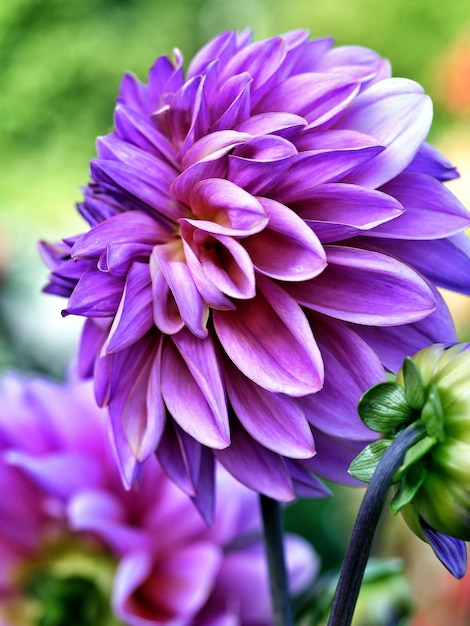 Close-up of purple dahlia